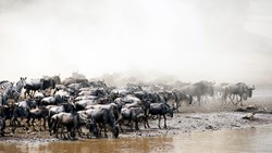 Xl Kenya Wildebeest Migration In The Masai Mara