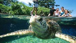 Xl Hawaii Maui Ocean Center Exhibit Turtle People Family