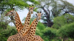 Xl Tanzania Tarangire Girafs Wildlife Animal