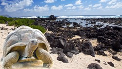 XL Ecuador Galapagos Turtle