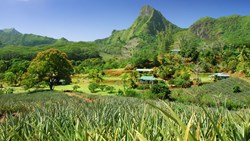 XL French Polynesia Moorea Pineapple Plantation Nature Landscape