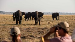 Xl Botswana Beyound Expeditions Chobe Elephants Couple