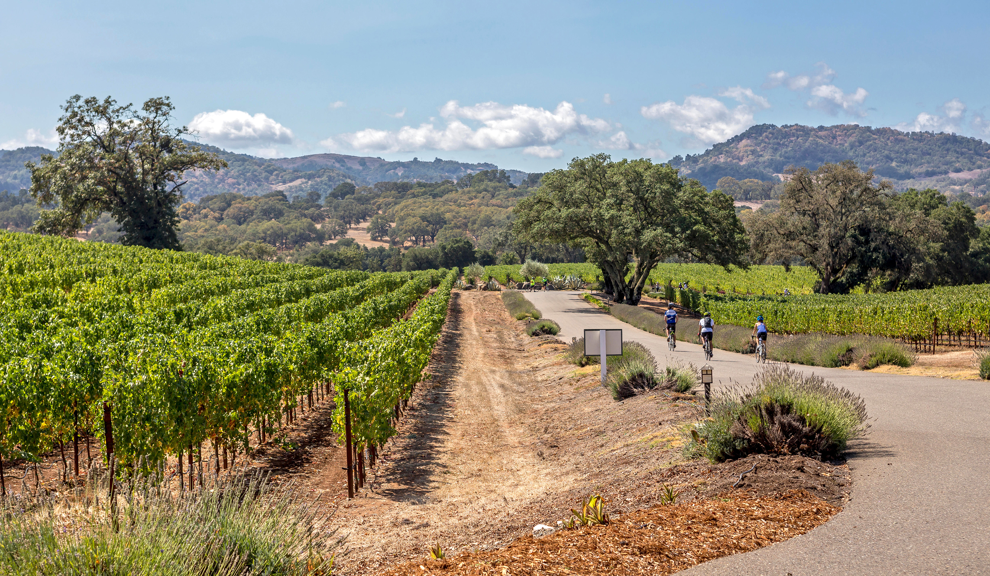 XL USA Sonoma Valley Winefields Bike