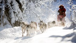XL Sweden Forest Trails Dog Sledding