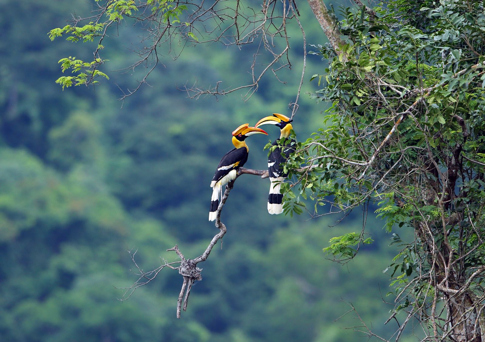 Xl Malaysia Belum Rainforest Hornbills