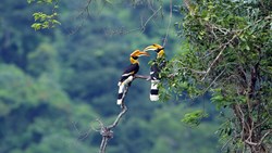 Xl Malaysia Belum Rainforest Hornbills
