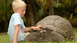 Xl Seychelles Boy & Toutoise