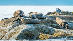 XL Canada British Columbia Vancouver Seals Animal