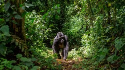 Xl Rwanda Gorilla