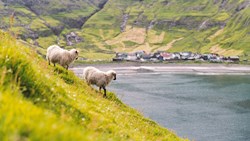 XL Faeroe Islands Streymoy Tjornuvik Sheeps
