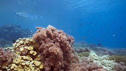 XL Bali Menjangan Island Snorkling Diving Coral Reef