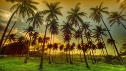 Xl Hawaii Palm Trees Nature Sunset