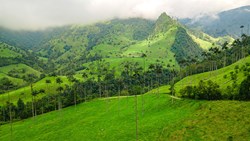 XL Colombia Armenia Cocora Valley With Wax Palms Colombia’S National Tree