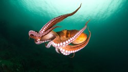 XL Hawaii Maui Molokini Snorkeling Octopus