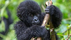 XL Rwanda Virunga National Park Young Mountain Gorilla