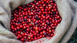 XL Bali fresh red coffee berries