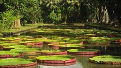 Xl Mauritius Pamplemousses Botanical Garden