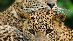 XL Sri Lanka Leopards Animal