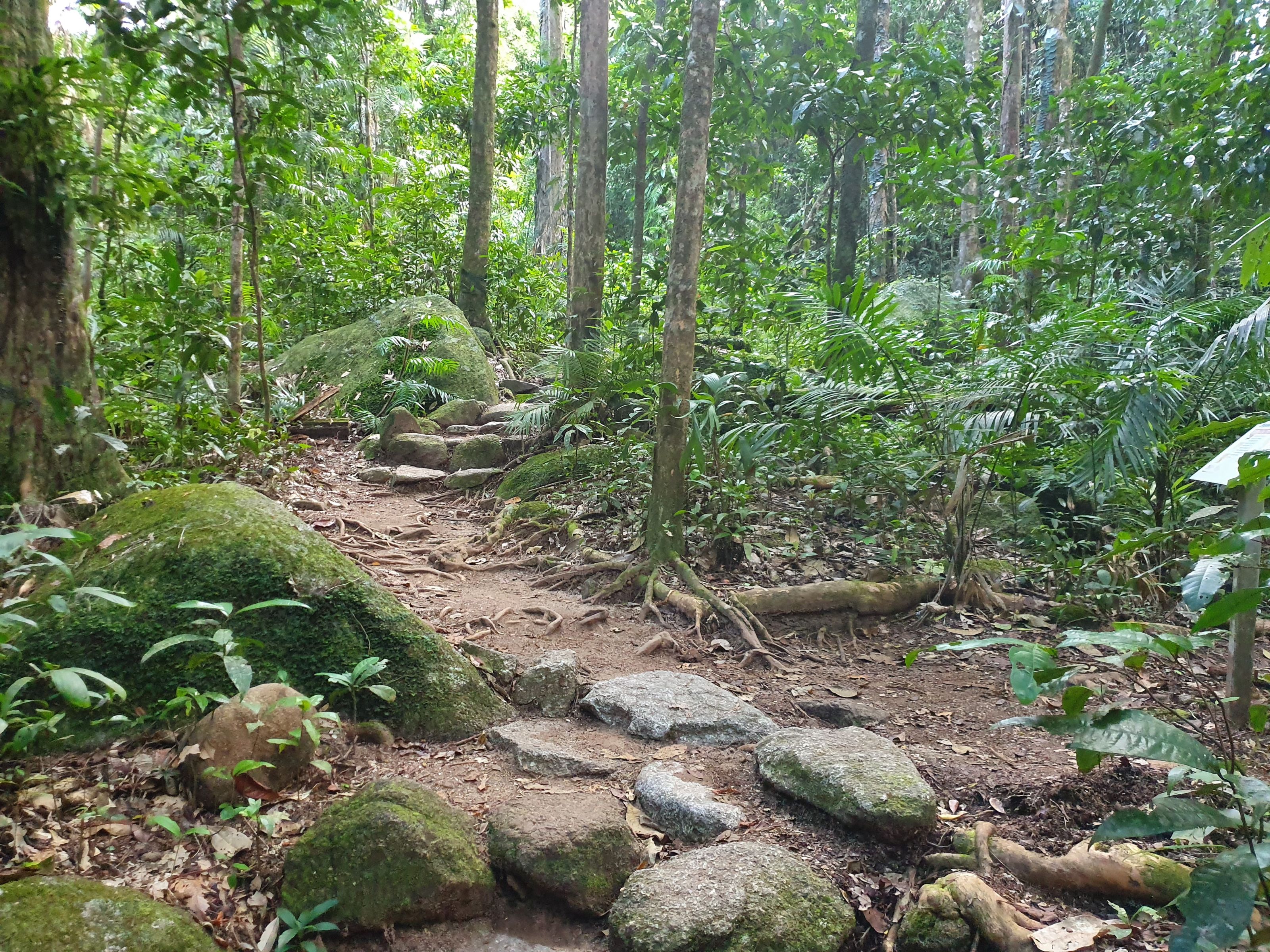 Xl Australia Qeensland Daintree Rainforest Mossman Gorge National Park Path