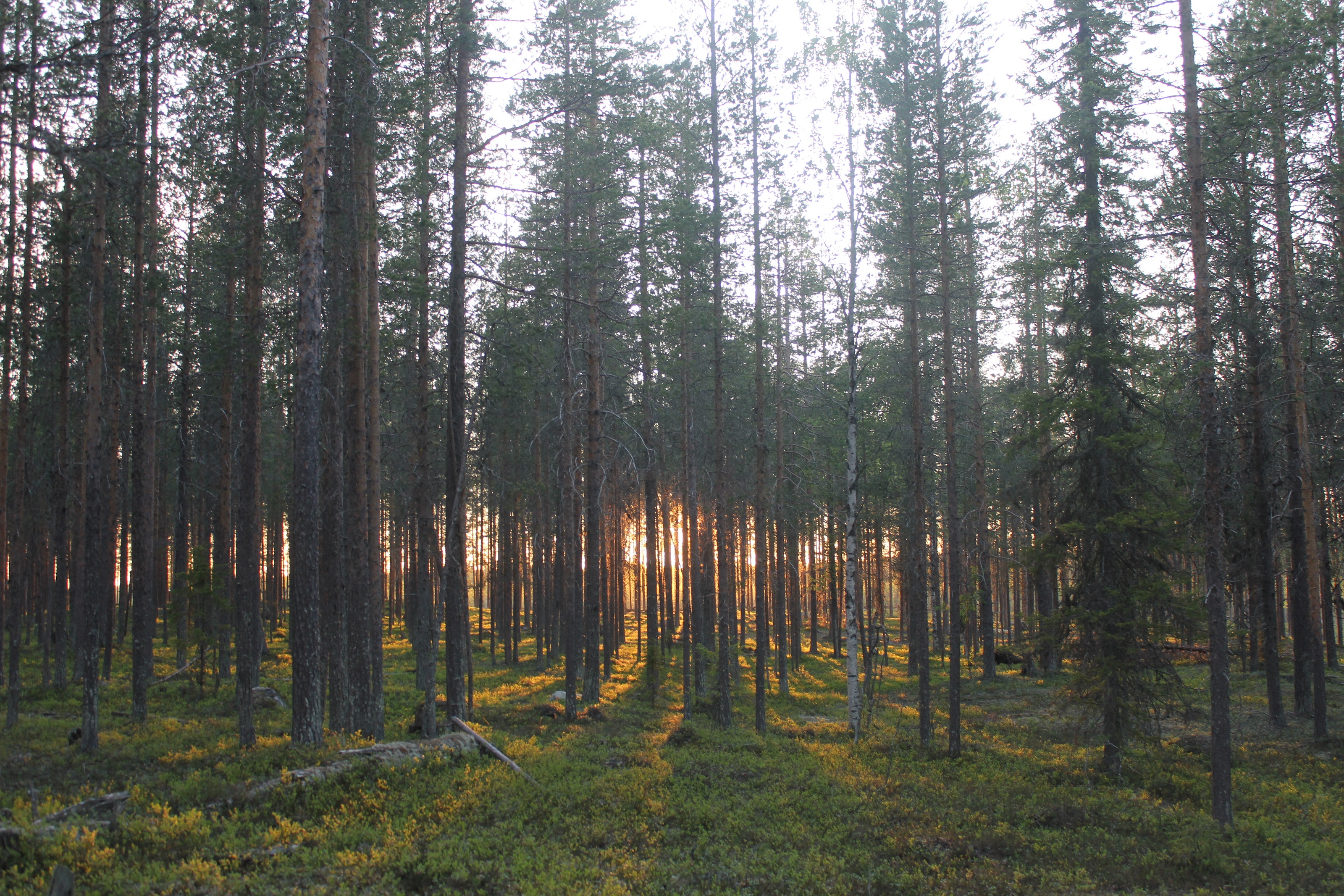 XL Sweden Sanketur Luleå Forest