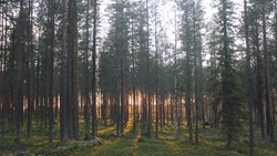 XL Sweden Sanketur Luleå Forest