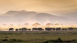 Xl Tanzania Serengeti Elephant Herd Savanna