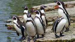 Xl Chile Chanaral Island Humboldt Penguin National Reserve Animal