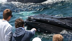Small Cape Cod Whalewatch Humpback People Boat Jennifer Buckner