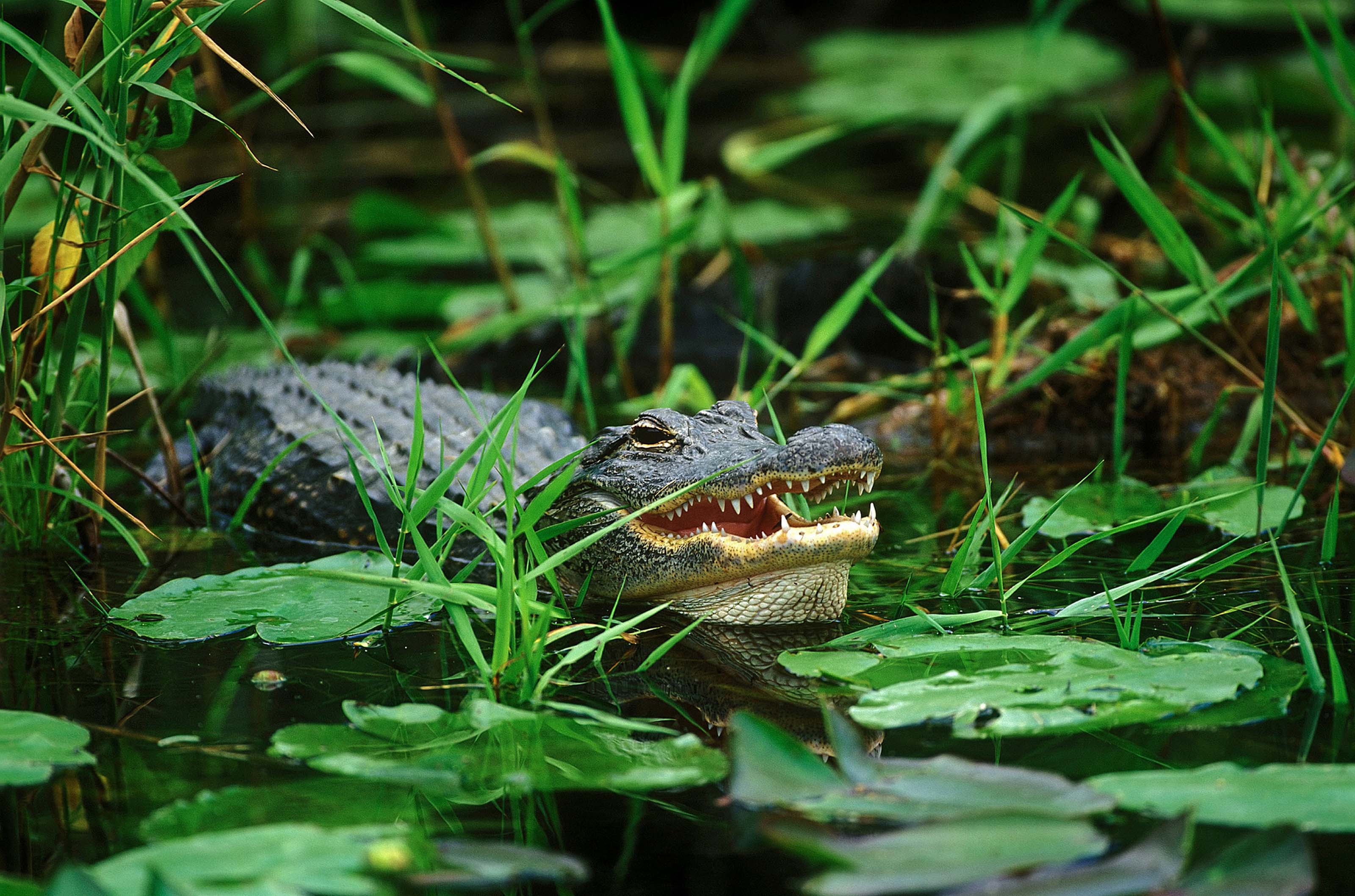 XL Everglades Alligator Florida USA