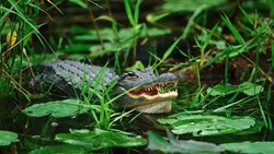 XL Everglades Alligator Florida USA