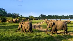 Xl Sri Lanka Minneriya National Park Elephants By The Lake Herd Animals