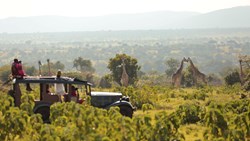 Xl Kenya Cottars Camp Game Drive Giraffe