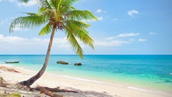 Xl Thailand Koh Lanta Tropical Beach Coconut Palm Tree