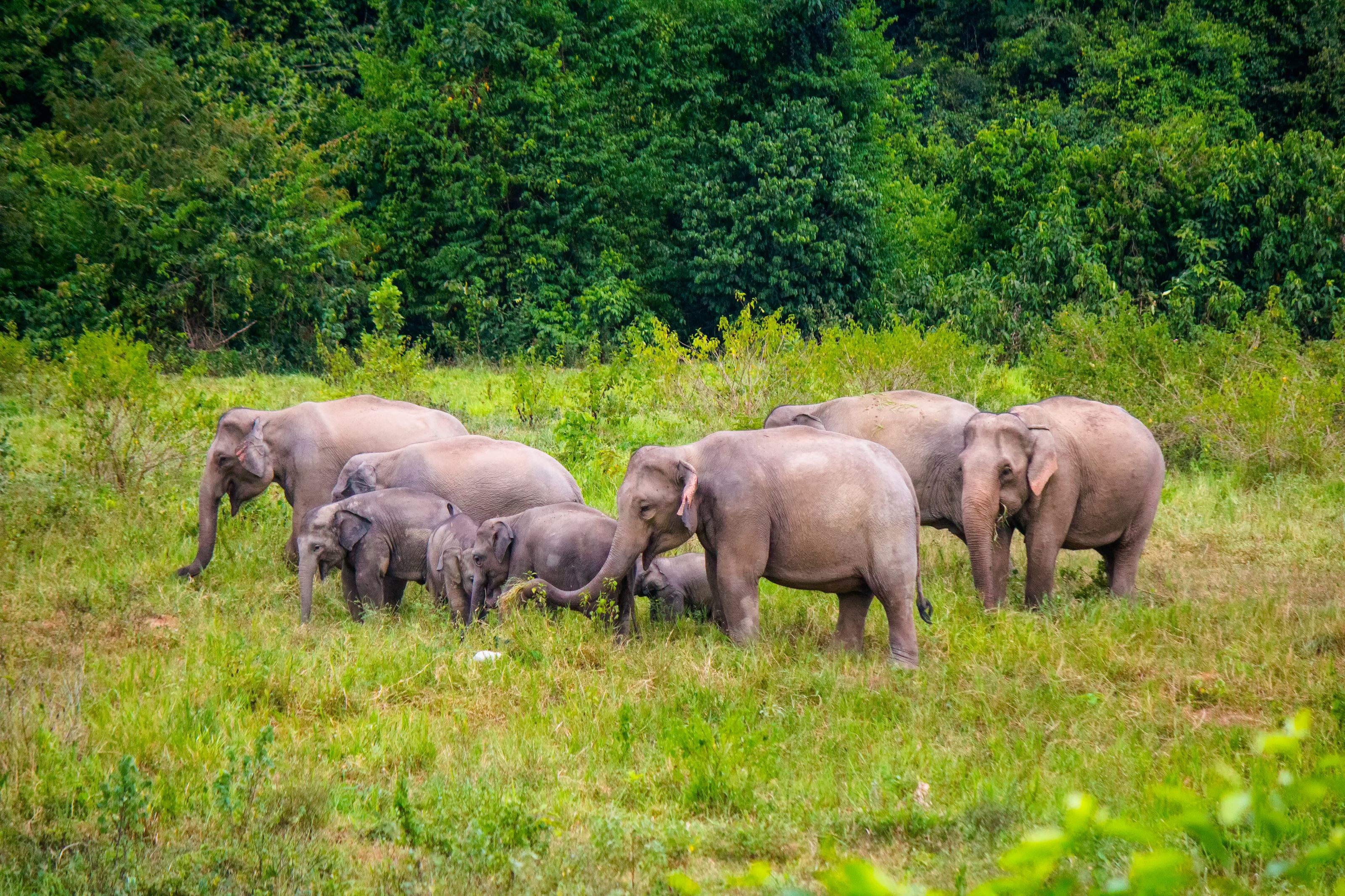 Xl Thailand Kuiburi National Park Elephants Group Animals Prachuap Khiri Khan