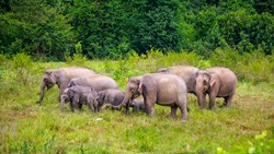 Xl Thailand Kuiburi National Park Elephants Group Animals Prachuap Khiri Khan