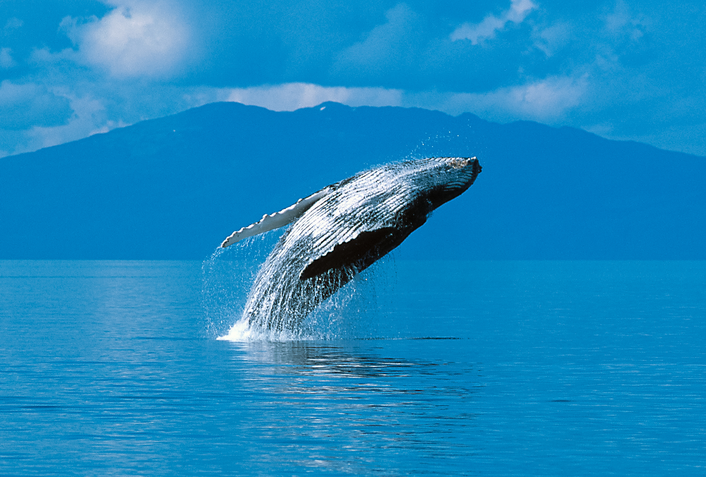 XL USA Alaska Humpback Whale Jumping