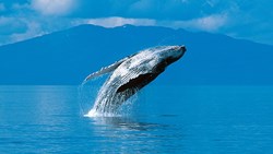 XL USA Alaska Humpback Whale Jumping