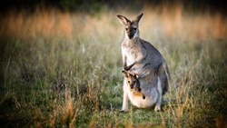 Kangaroo Australia