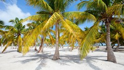 XL Mexico Isla Holbox Beach Palms Nature