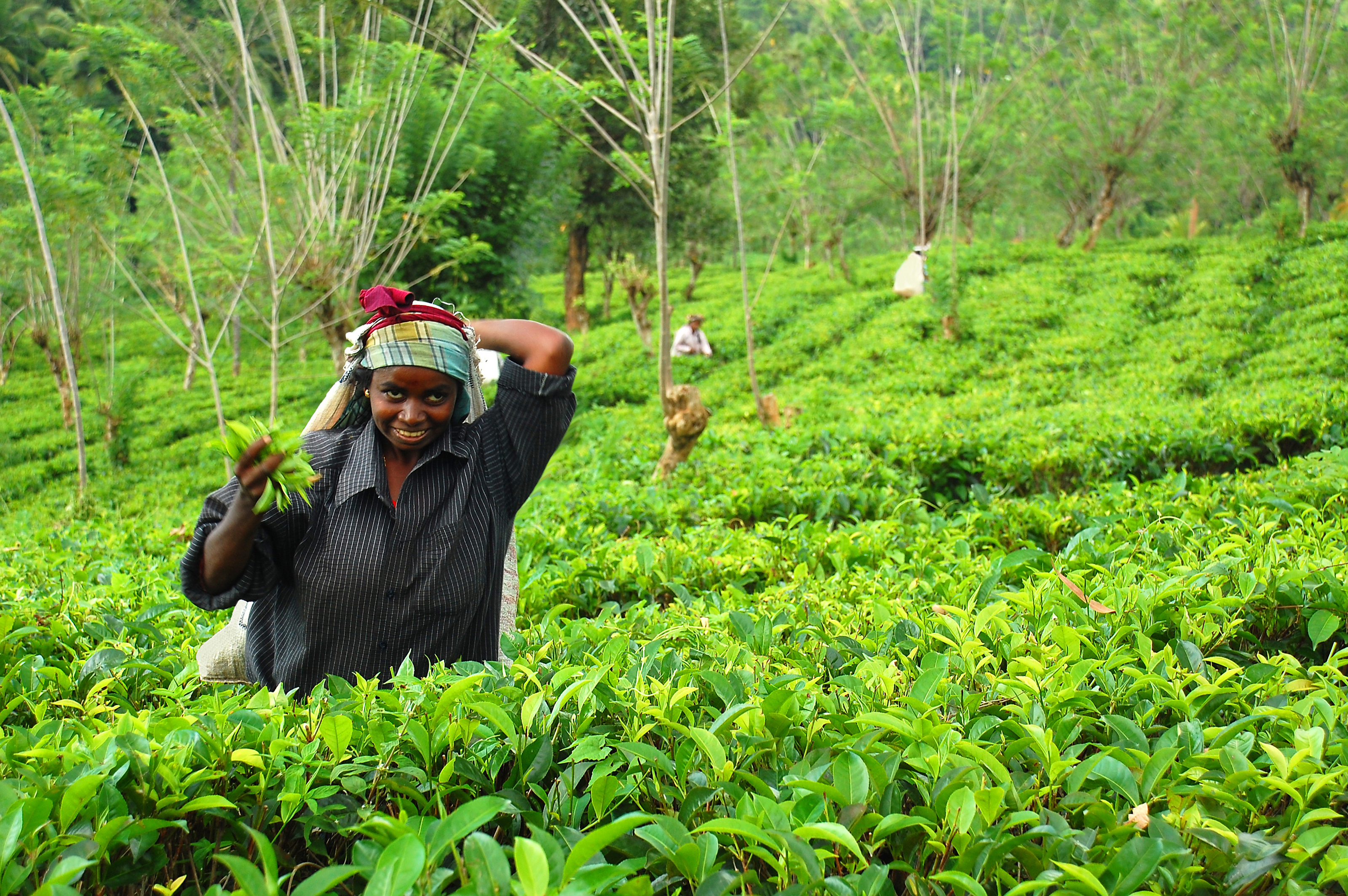 Xl Sri Lanka Tamil Tea Picker At Work Near Kandy