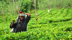 Xl Sri Lanka Tamil Tea Picker At Work Near Kandy
