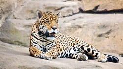 Xl Sri Lanka Young Leopard Animal