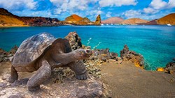 XL Ecuador Galapagos Big Turtle