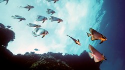 XL Maldives Pinnate Batfish Reef Felindu Atoll Vertical