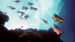 XL Maldives Pinnate Batfish Reef Felindu Atoll Vertical