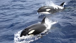Xl Australia WA Whale Wacth Bremer Bay Orca Killerwhale