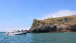 Xl New Zealand Otago Boat Monarch Taiaroa Head