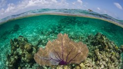 Xl Belize Purple Gorgonian Coral Reef Turneffe Atoll