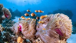 Xl Maldives COMO Maalifushi Snorkeling Coral Fish