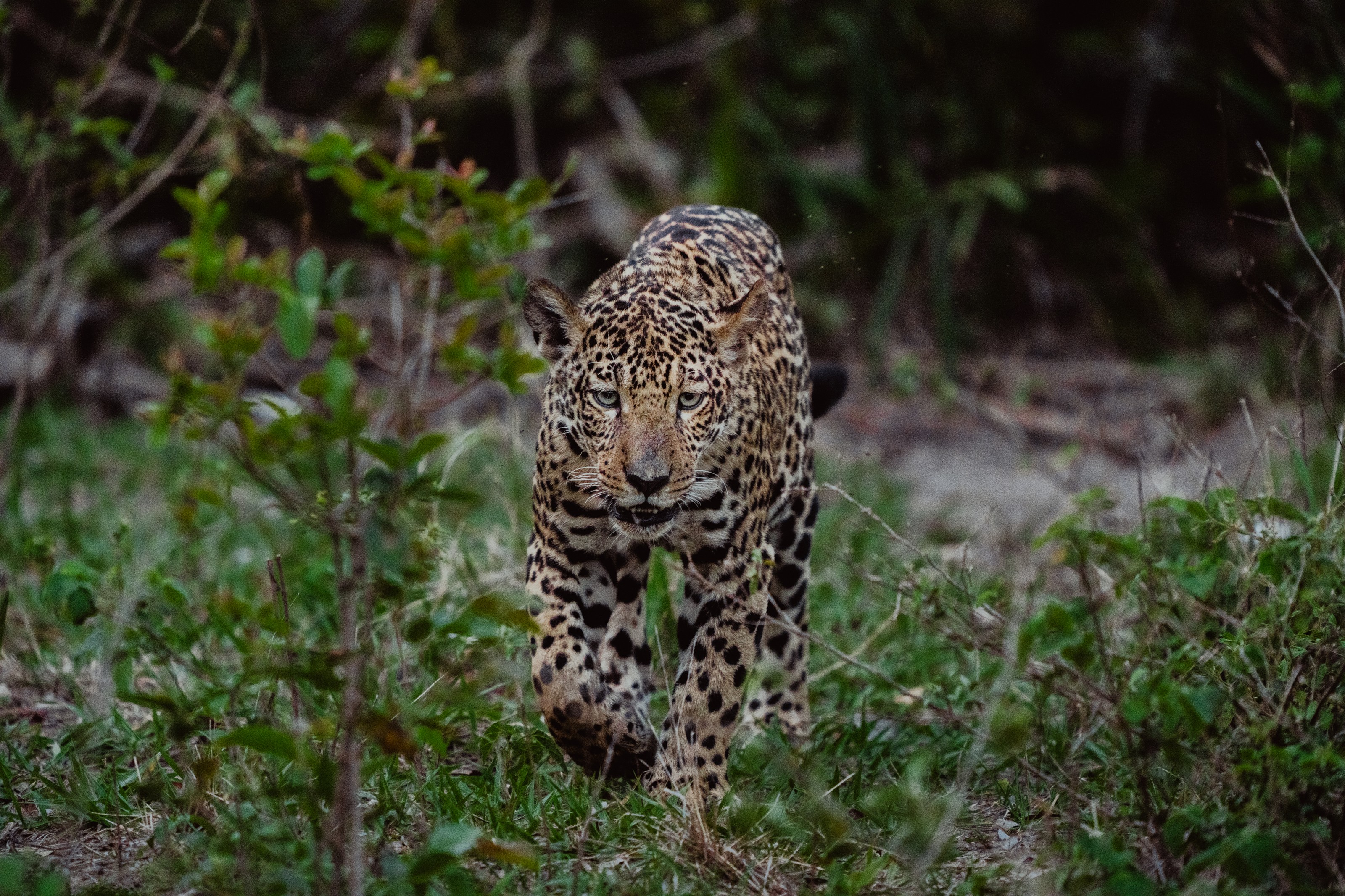 XL Brasilien Caiman Cheetah8
